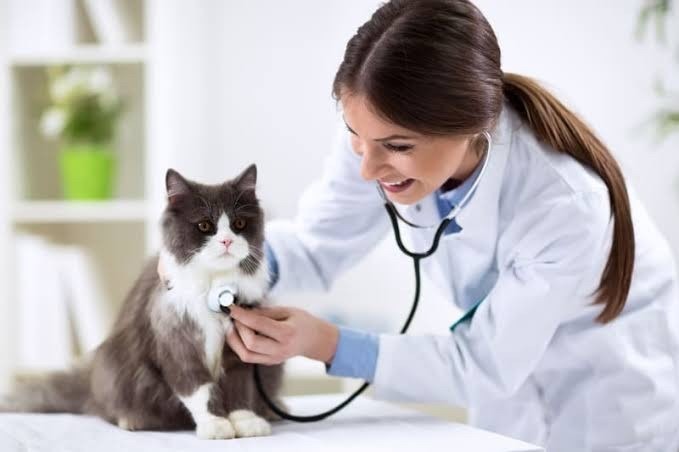 Pet Clinics in Karachi-1
