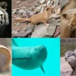 endangered animals in pakistan