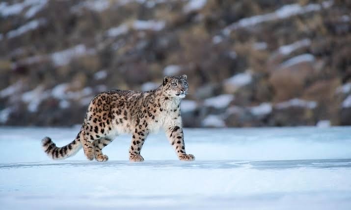 Animals endangered in Pakistan-Snow Leopard